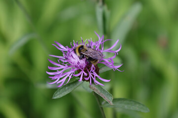 Bumblebee on a cornflower in close-up. Macro photography of botany.
