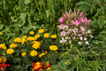 Obraz premium Cleome blooms in the garden. Cleome (lat. Cleome) is a genus of annual or biennial plants of the Cleomaceae family.