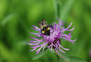 Bumblebee on a cornflower in close-up. Macro photography of botany.