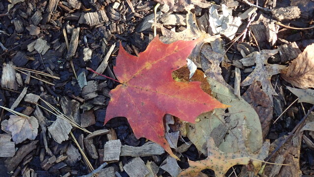 A vibrant autumn leaf with rich red hues lies on a textured forest floor, capturing the serene transition of seasons. Ideal for seasonal blogs, social media, or nature-themed projects.