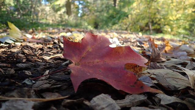 A fallen red leaf rests on a forest path, surrounded by autumn's vibrant colors, creating a serene, nature-inspired scene. Perfect for seasonal greeting cards or autumnal decor.
