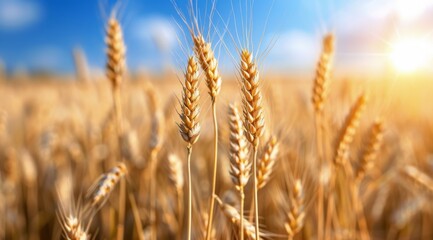 Fototapeta premium Wheat Field at Sunset