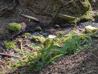 Moss covered forest walk, at Mt. Hood, Oregon
