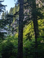 Moss covered forest walk 