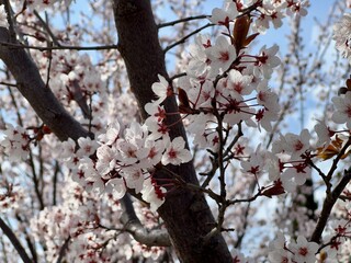 Blooming almond tree. White flowers on a tree branch 