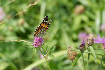 Painted Lady (Vanessa Cardui) Butterfly perched on pink flower in Zurich, Switzerland