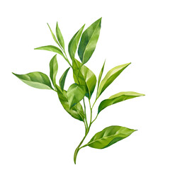 Green tea leaves illustration, isolated on white background.