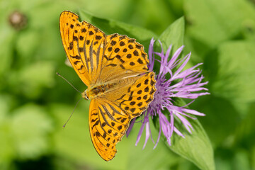 Silver-washed Fritillary butterfly (Argynnis paphia) sitting on pink flower in Zurich, Switzerland