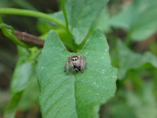 Tiny jumping spider (Evarcha arcuata), female preying on a small insect