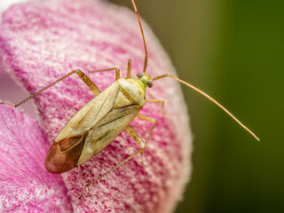 Lygus pratensis bug on flowerhead