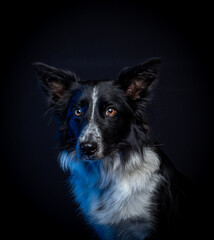 border collie con fondo negro