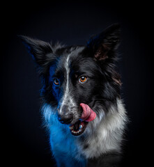 border collie con fondo negro