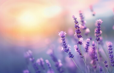 Lavender Field at Sunset