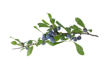 Wild blackthorn or sloe branch with maturing berries and leaves isolated on white background.