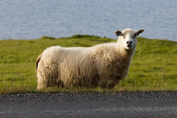 sheep and lambs