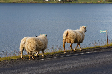 sheep in the field