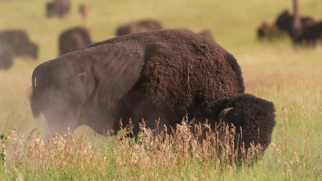 American Bison (Bison bison) Bull rolling and leaving his scent in a wallow preparing for a fight, during the July breeding period, territorial rutting behavior. Slow-motion, 1/2 natural speed.