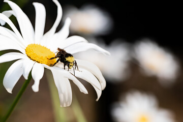 Bumble bee on a daisy