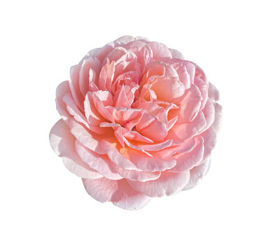 Rosa centifolia, rose of Provence, cabbage or okka rose. Pink rose in full bloom. A beautiful blooming Rosa centifolia isolated on transparent background with clipping path.