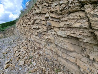 Shell limestone stone wall texture