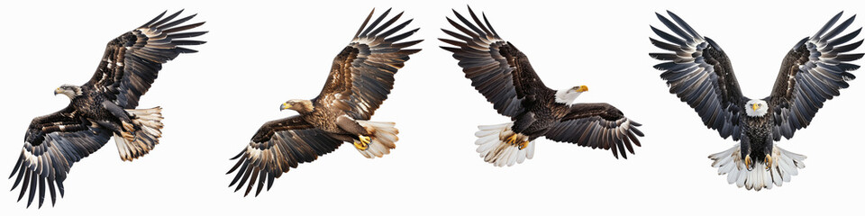Fototapeta premium set of A majestic eagle in flight with its wings spread wide, Eagle Soaring Majestically, Regal Eagle Soaring, Eagle in Full Flight, Soaring Eagle, Eagle in the Sky, on a transparent backgrounds