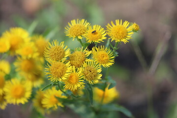 Pulicaria dysenterica. Yellow false fleabane flowers.