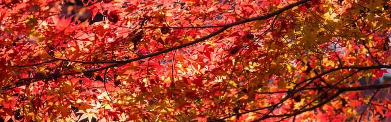 色づく楓の葉