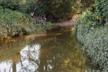 stream in the forest