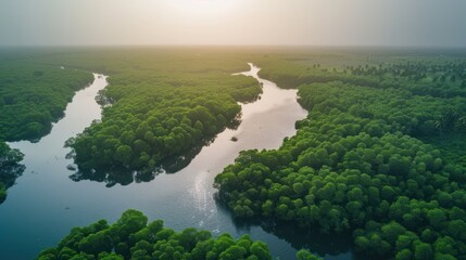 Aerial View of a River Winding Through Lush Green Mangrove Forest