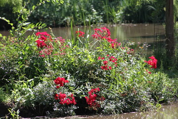 flowers in the garden