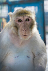Fototapeta premium Portrait of a monkey 