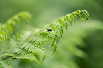 Black beetle on the leaves of a fern.