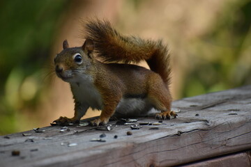 03 - Parc Maritime Nicolet 27 Juillet 2024