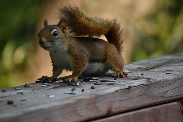 03 - Parc Maritime Nicolet 27 Juillet 2024
