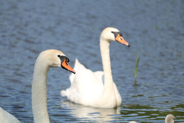 para łabędzi z młodymi  © Paulina