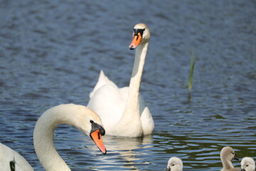 para łabędzi z młodymi 