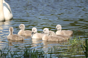 para łabędzi z młodymi  © Paulina