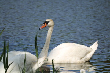para łabędzi z młodymi 