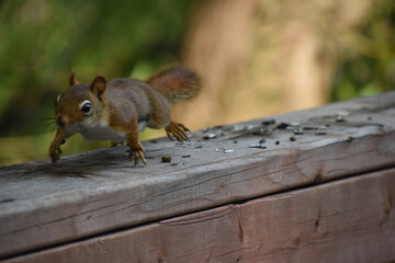 03 - Parc Maritime Nicolet 27 Juillet 2024