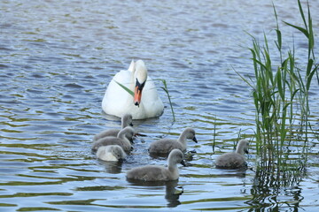 para łabędzi z młodymi  © Paulina