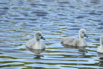 para łabędzi z młodymi  © Paulina