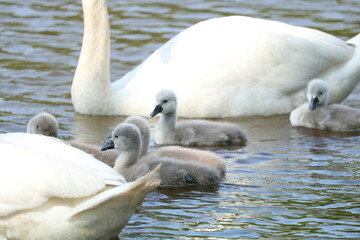para łabędzi z młodymi  © Paulina