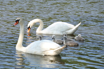 para łabędzi z młodymi  © Paulina