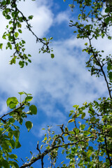 Looking up at a clear blue sky through tree branches with green leaves.