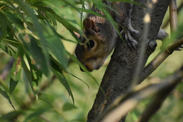 Fototapeta premium 03 - Parc Maritime Nicolet 27 Juillet 2024
