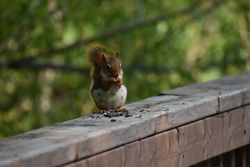 03 - Parc Maritime Nicolet 27 Juillet 2024