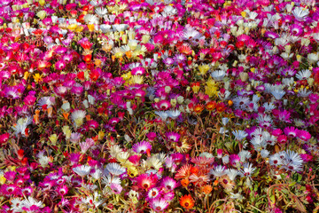flowers in the garden