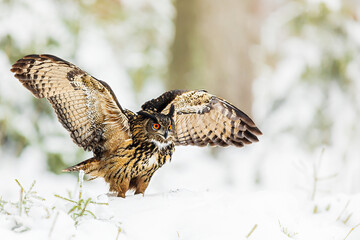 male Eurasian eagle-owl (Bubo bubo) in the snow