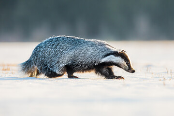 European badger (Meles meles) running through the snowy landscape © michal