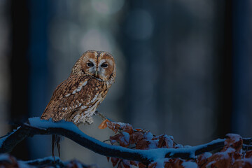 tawny owl (Strix aluco) in the early evening in a beech tree